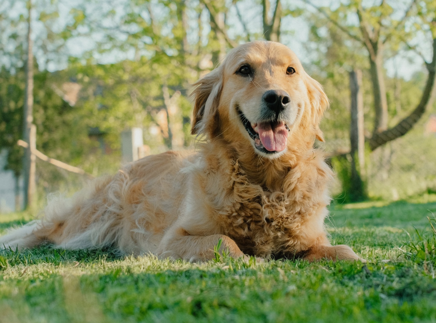 A dog resting on a lush green grass