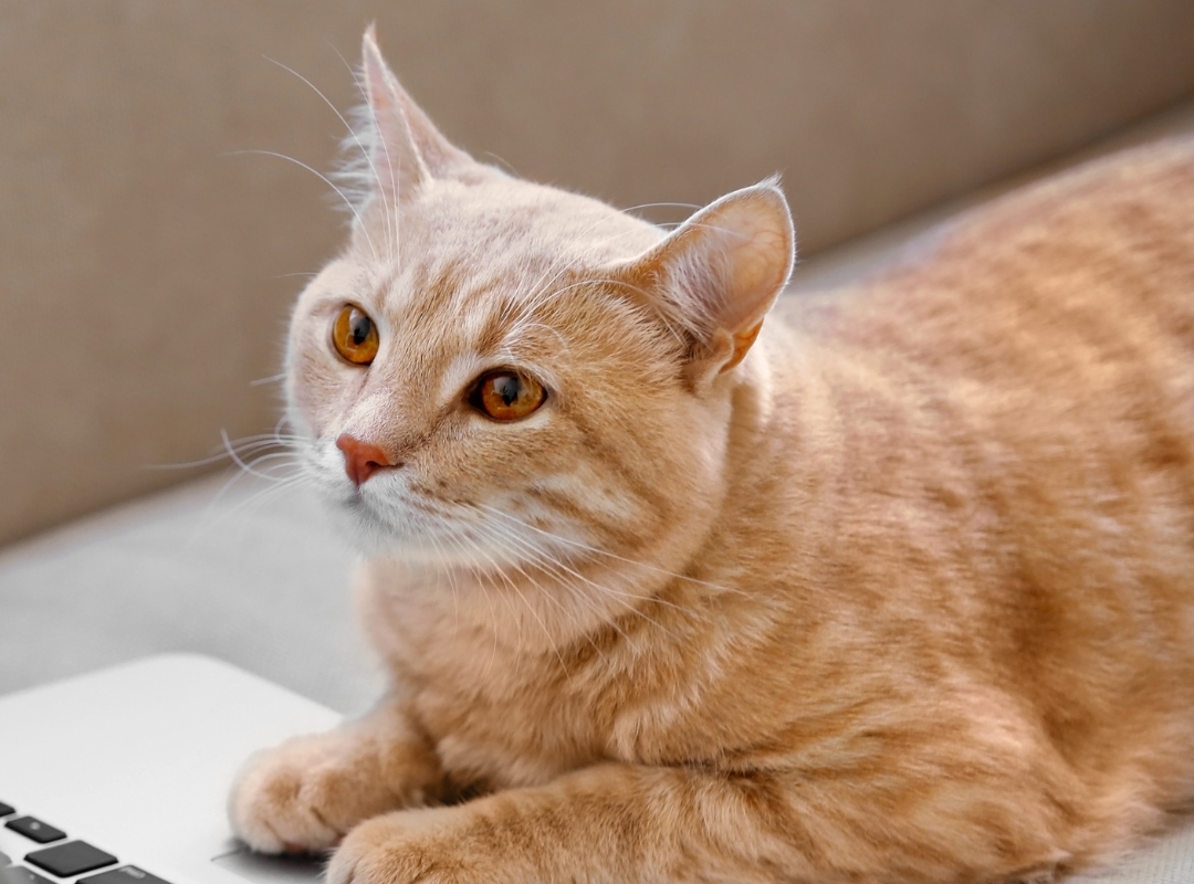 An orange tabby cat playing with laptop