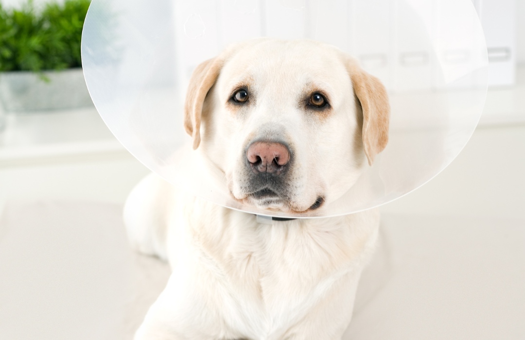 A dog wearing a cone around its head