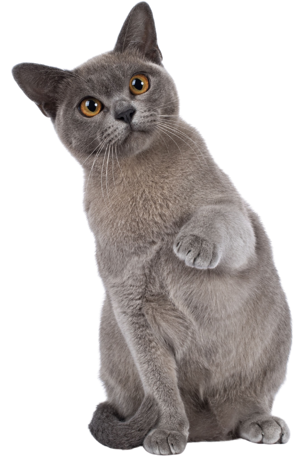 A gray cat stands upright