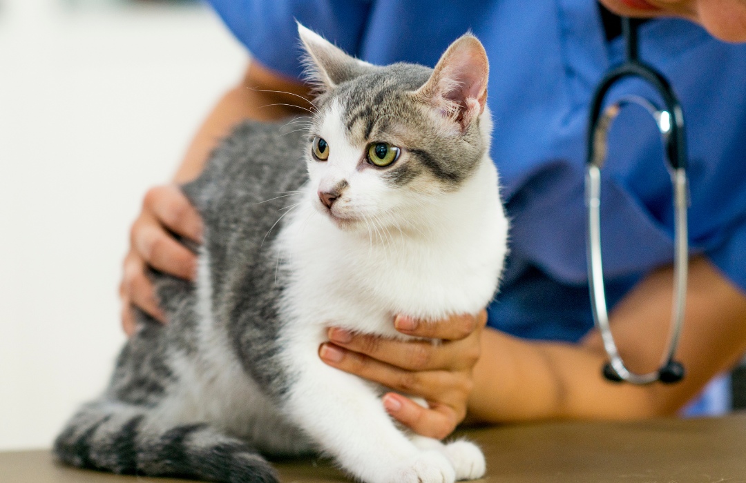 A veterinarian holds a cat