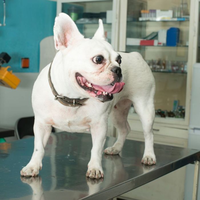 A white French Bulldog standing on a metallic table with its tongue out in a clinic