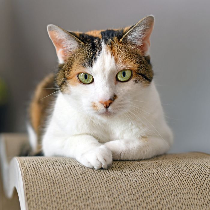 A calico cat comfortably seated