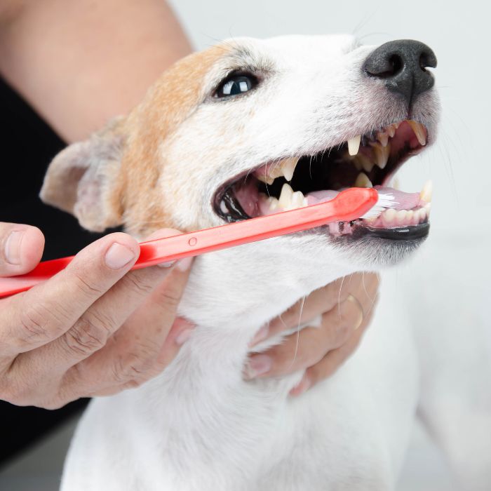 A dog getting its teeth brushed with a red toothbrush