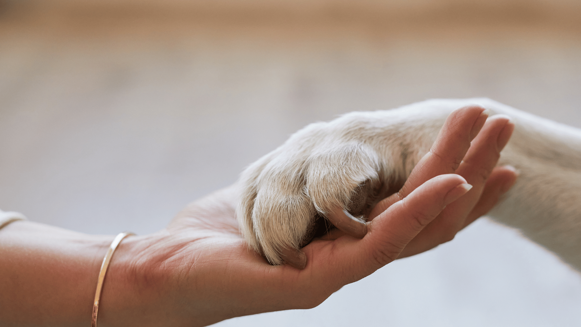 Pet EndofLife Care in Alexandria, VA Fort Hunt Animal