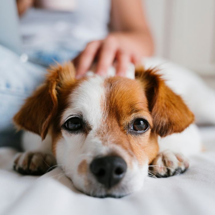 A small brown and white dog rests its head on a bed while being petted