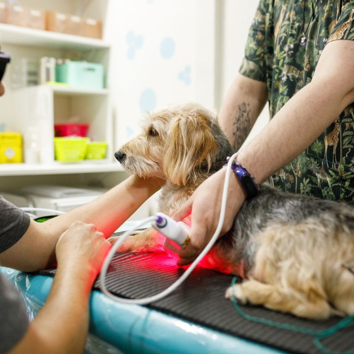 A dog receiving treatment with a laser device at a vet clinic while being comforted by a person