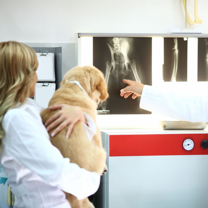 A veterinarian showing an X-ray