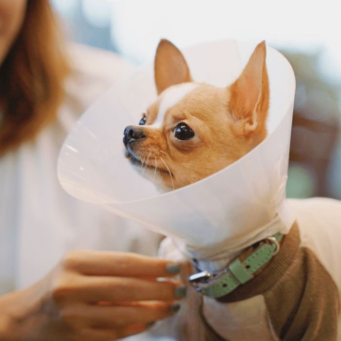 A Chihuahua with a cone collar held by a person, looking to the side