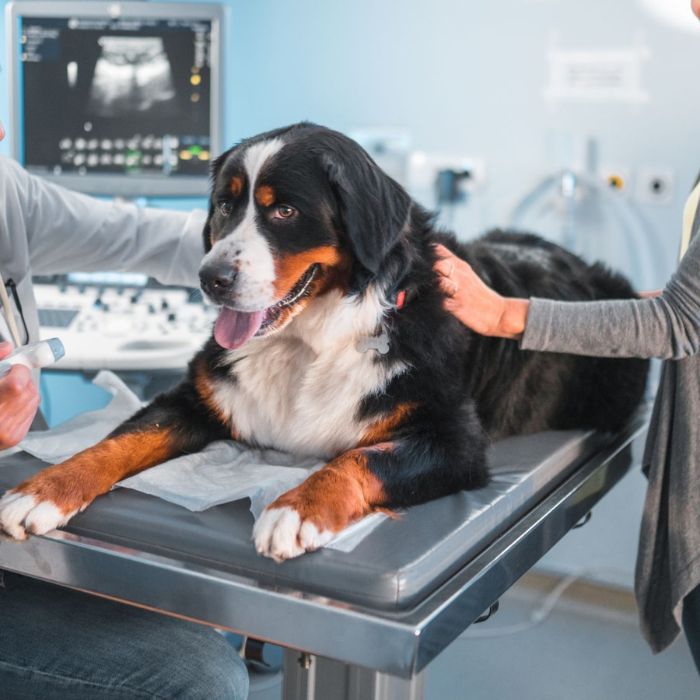 A Bernese Mountain Dog on a vet's table with ultrasound equipment in the background