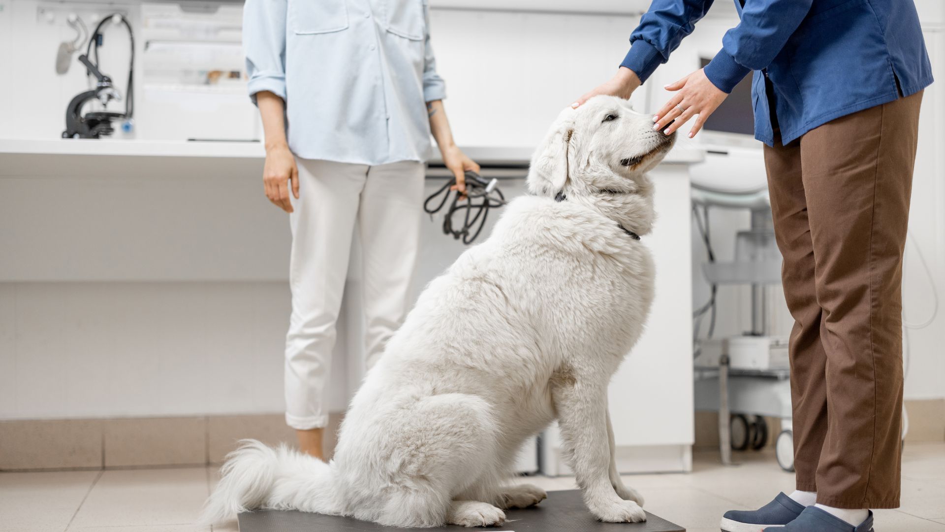 Pet Wellness Exams in Alexandria, VA Fort Hunt Animal