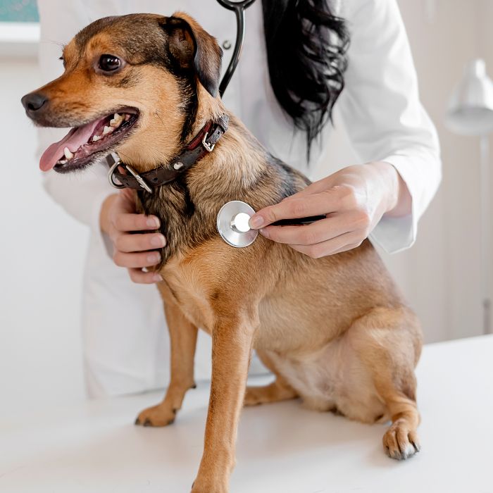 A veterinarian auscultating a happy brown dog with a stethoscope