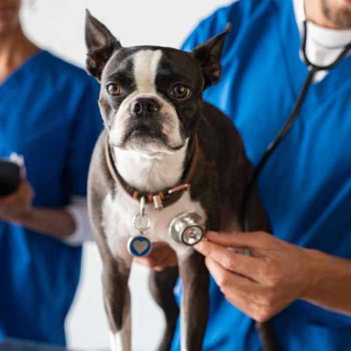 Veterinarian examining a Boston Terrier with a stethoscope