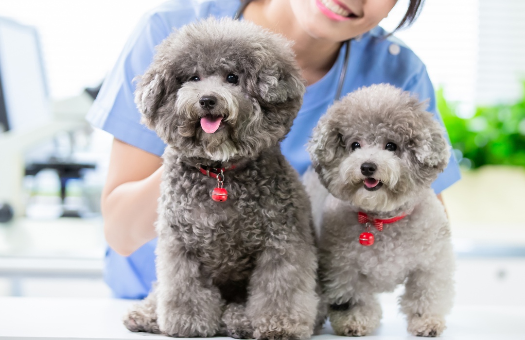 Two poodle dogs sitting on a table