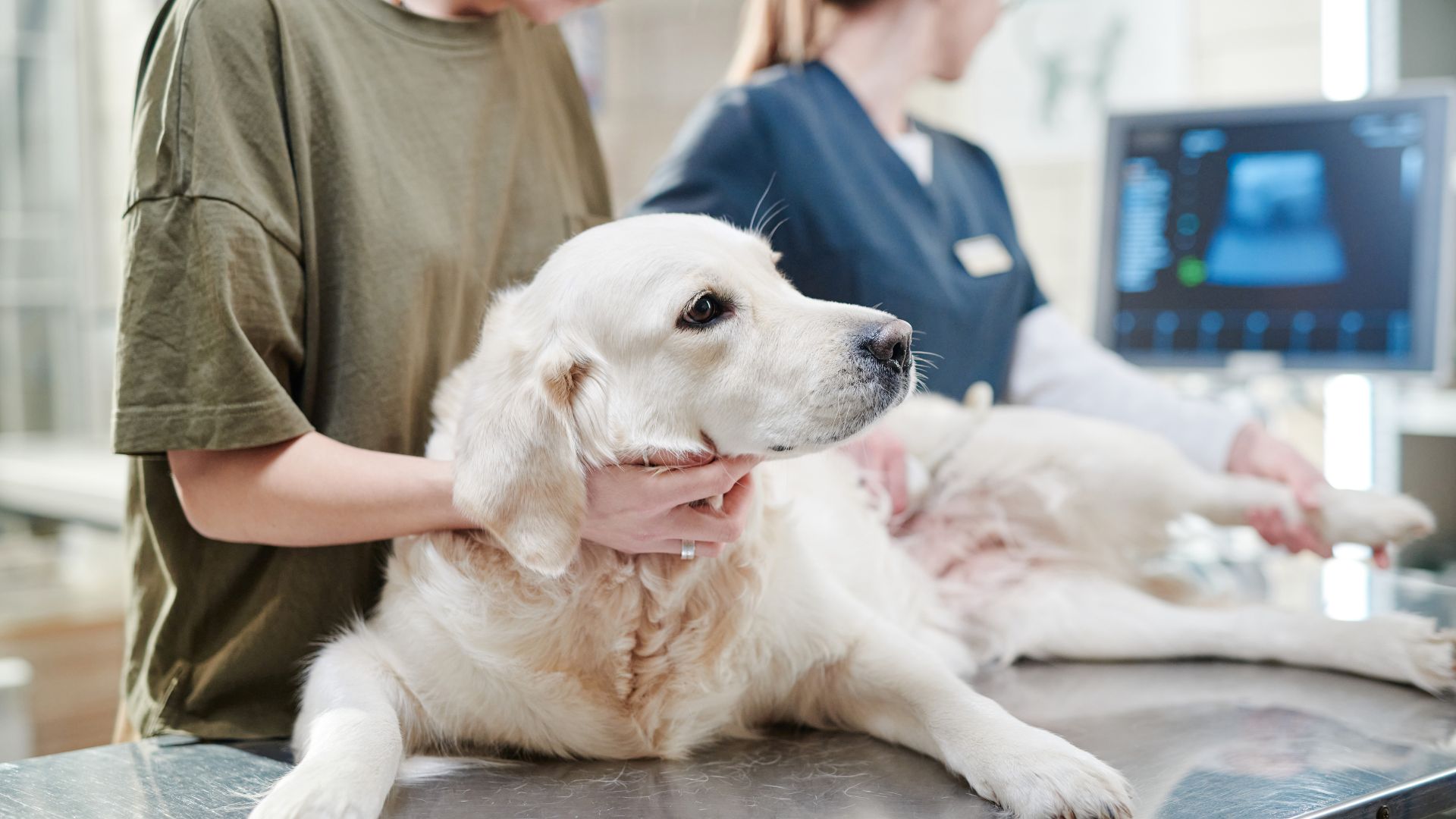 Pet Ultrasound in Alexandria, VA Fort Hunt Animal Hospital
