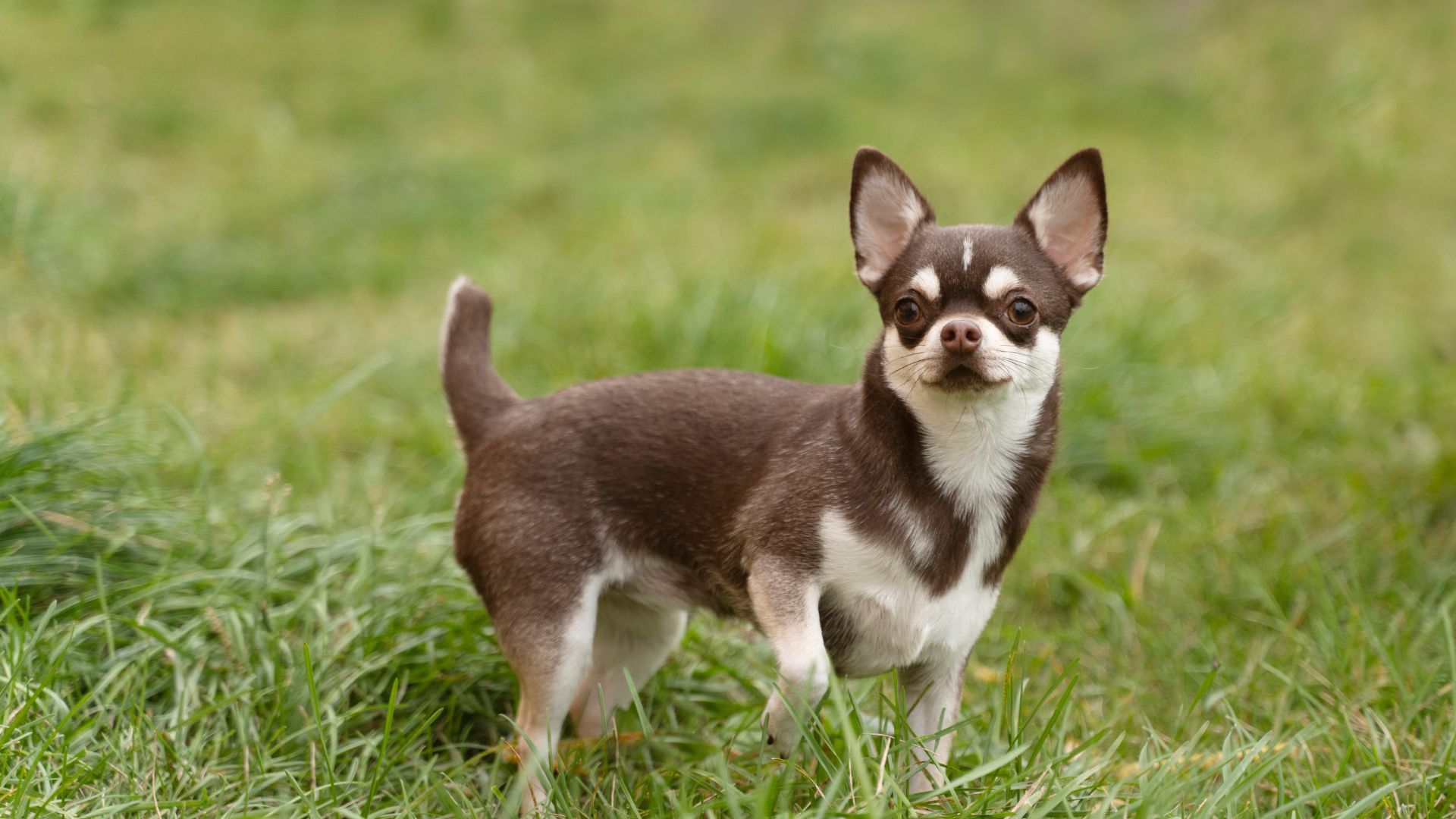 Pet App in Alexandria, VA 22308 Fort Hunt Animal Hospital